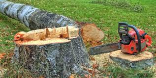 Bethany, OR Tree Care Company