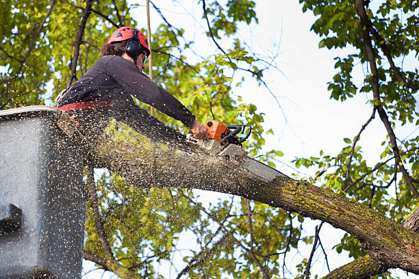 Best Tree Mulching  in Bethany, OR